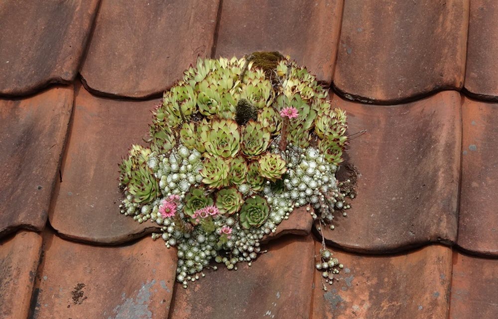 green roof